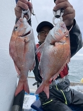 【釣果速報】茨城県ことぶき丸でマダイ・カサゴ・トラフグなどGET！ゲストも多種多様！充実の釣行をお約束します！