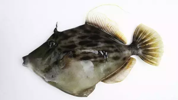 「カワハギには2つの旬がある！カワハギの釣り方や捌き方を解説！」の画像