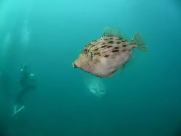 「カワハギには2つの旬がある！カワハギの釣り方や捌き方を解説！」の画像