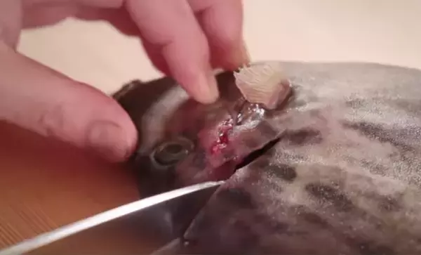 「カワハギには2つの旬がある！カワハギの釣り方や捌き方を解説！」の画像