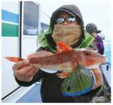 「平塚のご当地ターゲット、ホウボウエサ、ルアーともに今期も順調」の画像1