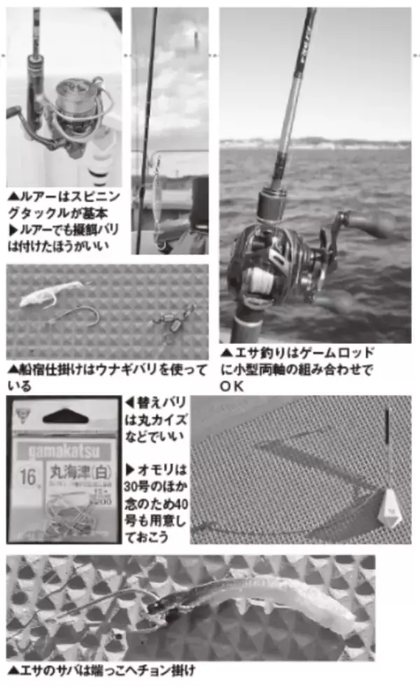 「平塚のご当地ターゲット、ホウボウエサ、ルアーともに今期も順調」の画像