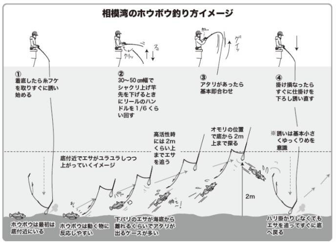 平塚のご当地ターゲット、ホウボウエサ、ルアーともに今期も順調