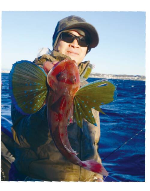 平塚のご当地ターゲット、ホウボウエサ、ルアーともに今期も順調