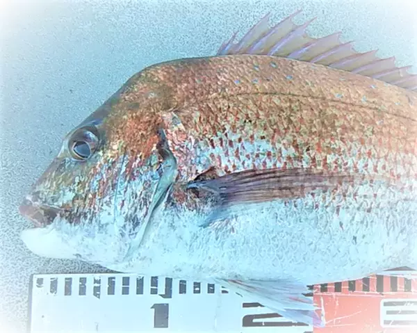 「真鯛が釣れる時期にどうアプローチすればいいの？シーズナルパターンをチェック」の画像