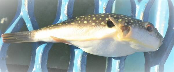 クサフグの生態って知ってる 釣り場でよく出会う魚シリーズ 毒危険 22年8月13日 エキサイトニュース クサフグの生態って知ってる 釣り場でよく出会う魚シリーズ 毒危険 22年8月13日 エキサイトニュース