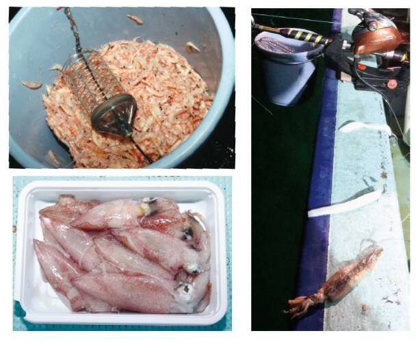 8～10kgオーバーを全員安打年末恒例！新潟ブリ祭り開催中