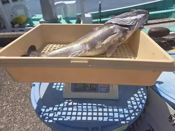 【釣果速報】千葉県政勝丸で3.50kgの良型アラゲット！豪快な引きをあなたも体感してみませんか？