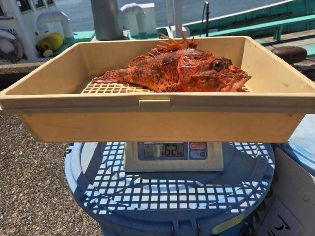 【釣果速報】千葉県政勝丸で3.50kgの良型アラゲット！豪快な引きをあなたも体感してみませんか？
