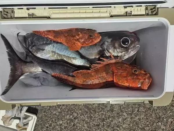 「【釣果速報】千葉県政勝丸で3.50kgの良型アラゲット！豪快な引きをあなたも体感してみませんか？」の画像