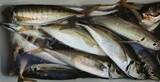 「【釣果速報】神奈川県愛正丸でアジ好調！竿頭は40匹！質も量も大満足の釣行を楽しもう！」の画像2