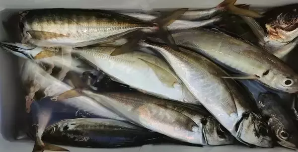 「【釣果速報】神奈川県愛正丸でアジ好調！竿頭は40匹！質も量も大満足の釣行を楽しもう！」の画像