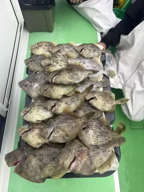 【釣果速報】神奈川県あまさけや丸でワラサ・カワハギ・イシダイ・ホウボウ・アジなど人気魚種たくさんゲット！乗船して豪華なお土産を持ち帰ろう！