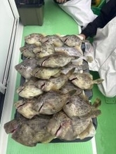 【釣果速報】神奈川県あまさけや丸でワラサ・カワハギ・イシダイ・ホウボウ・アジなど人気魚種たくさんゲット！乗船して豪華なお土産を持ち帰ろう！