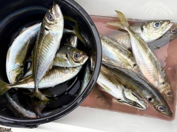 【釣果速報】神奈川県あまさけや丸でワラサ・カワハギ・イシダイ・ホウボウ・アジなど人気魚種たくさんゲット！乗船して豪華なお土産を持ち帰ろう！