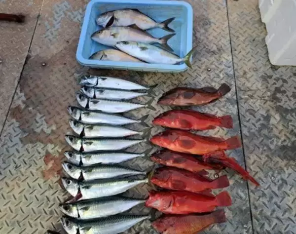 【釣果速報】静岡県プラネットマリンで大型アカハタ爆裂ヒット＆サバ入れ食いで釣り初体験のお客さんもニッコリ！船釣りデビューするならココに決まり！