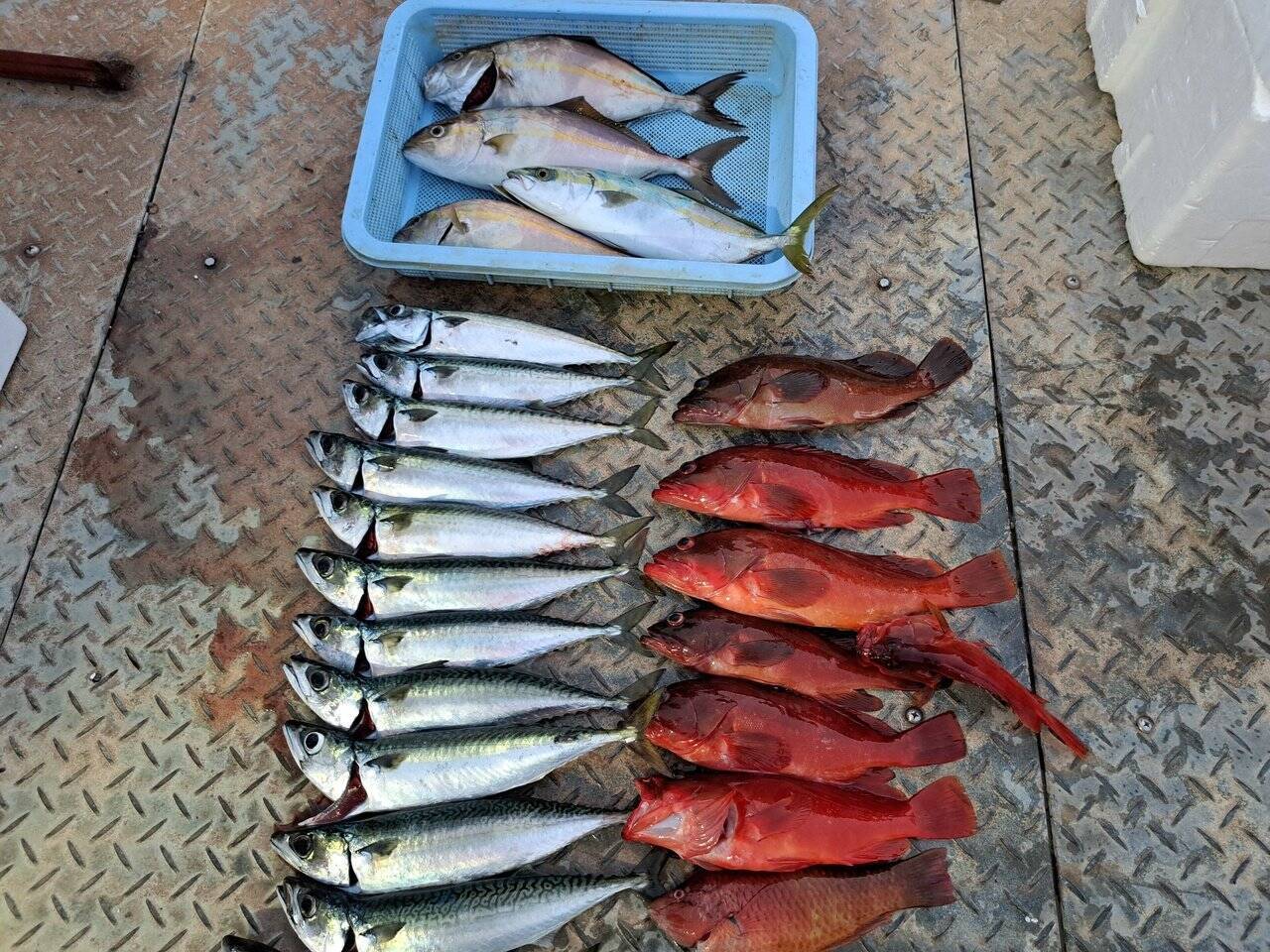 【釣果速報】静岡県プラネットマリンで大型アカハタ爆裂ヒット＆サバ入れ食いで釣り初体験のお客さんもニッコリ！船釣りデビューするならココに決まり！