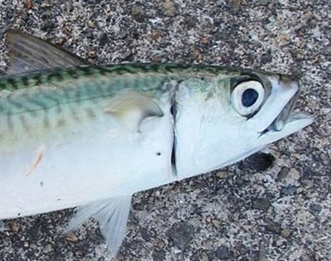 サビキで釣れる魚を知りたい！おすすめのタックルも詳しくチェック