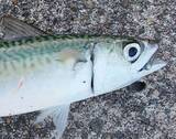 「サビキで釣れる魚を知りたい！おすすめのタックルも詳しくチェック」の画像5