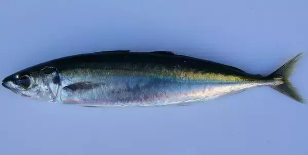 「ムロアジを大特集！生態や由来、ムロアジの釣り方から美味しい食べ方レシピまで徹底公開！」の画像