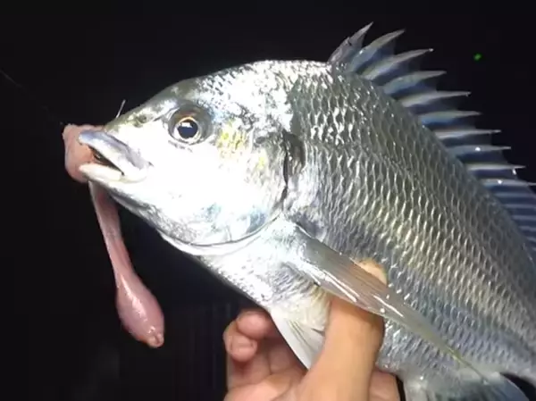 釣りエサ【ユムシ】って食べられるの？特徴や使い方をチェック