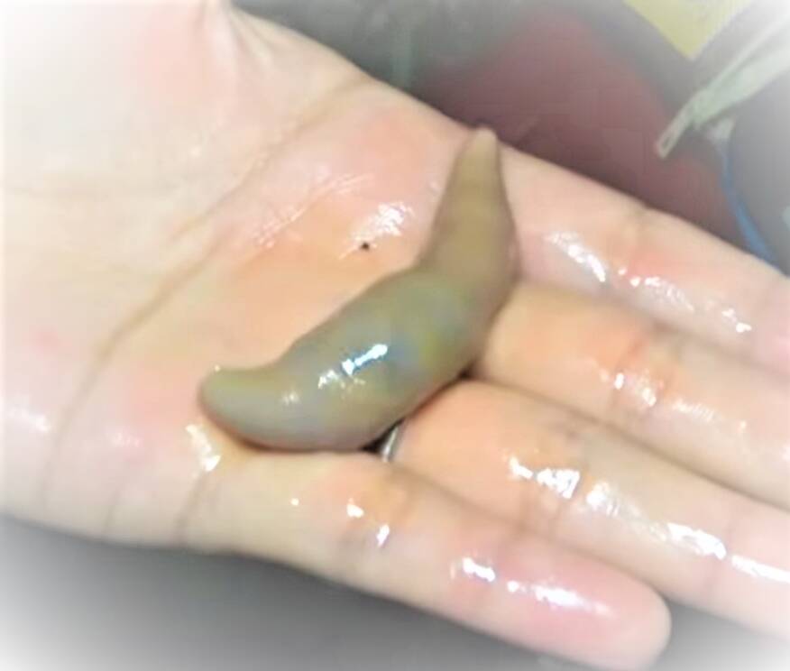 釣りエサ【ユムシ】って食べられるの？特徴や使い方をチェック