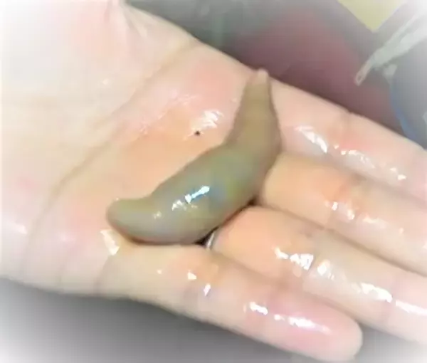 「釣りエサ【ユムシ】って食べられるの？特徴や使い方をチェック」の画像