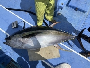 【釣果速報】神奈川県島きち丸にモンスター級のキハダ現る！格闘の末42.50kgをGET！次なる挑戦者はあなただ！