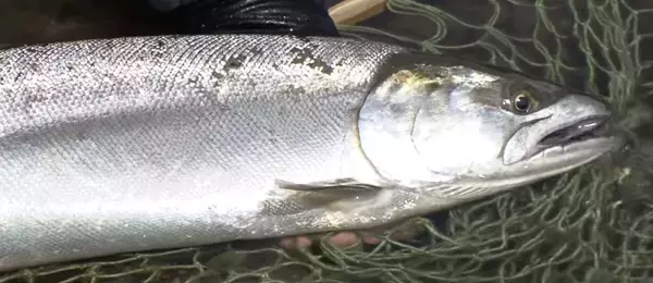 釣る前にサクラマスについて知りたい！生態や釣り方特集