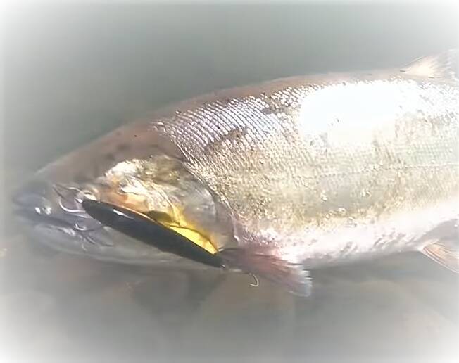 釣る前にサクラマスについて知りたい！生態や釣り方特集