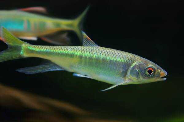 オイカワは釣りに人気の川魚 美味しい食べ方やおすすめのタックルをご紹介 年6月22日 エキサイトニュース