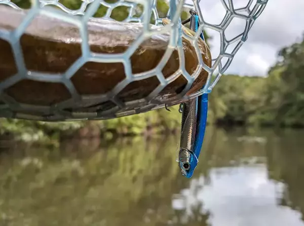 秋のベイトフィッシュパターン攻略！バスを効率よく釣る方法