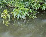 「春から夏のバス釣りマニュアル！どんな釣り方をフィールドで実践すればいいの？」の画像1