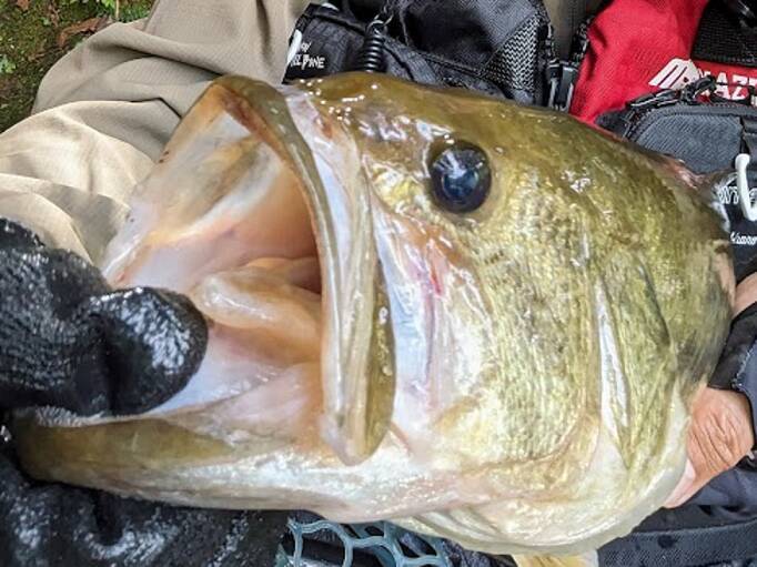 春から夏のバス釣りマニュアル！どんな釣り方をフィールドで実践すればいいの？