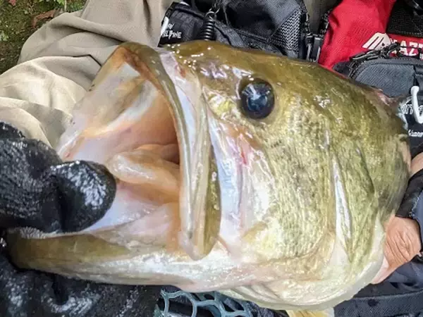 「春から夏のバス釣りマニュアル！どんな釣り方をフィールドで実践すればいいの？」の画像