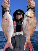 【釣果速報】マダイ・メバル・マハタなど人気魚種大集合！茨城県ことぶき丸で手に汗握るファイトを存分に楽しもう！