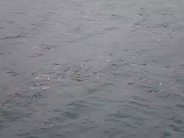 「Ｇ杯覇者が注目のチヌフィールド香川・詫間町で乗っ込み間近の良型を連続キャッチ！キーワードは「再現性」」の画像