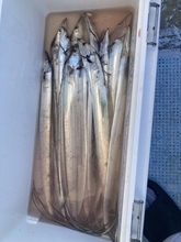 【釣果速報】MAX100cm！兵庫県こうじん丸でタチウオGET！あなたもドラゴン目指して乗船してみませんか？