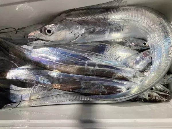 「【釣果速報】MAX100cm！兵庫県こうじん丸でタチウオGET！あなたもドラゴン目指して乗船してみませんか？」の画像