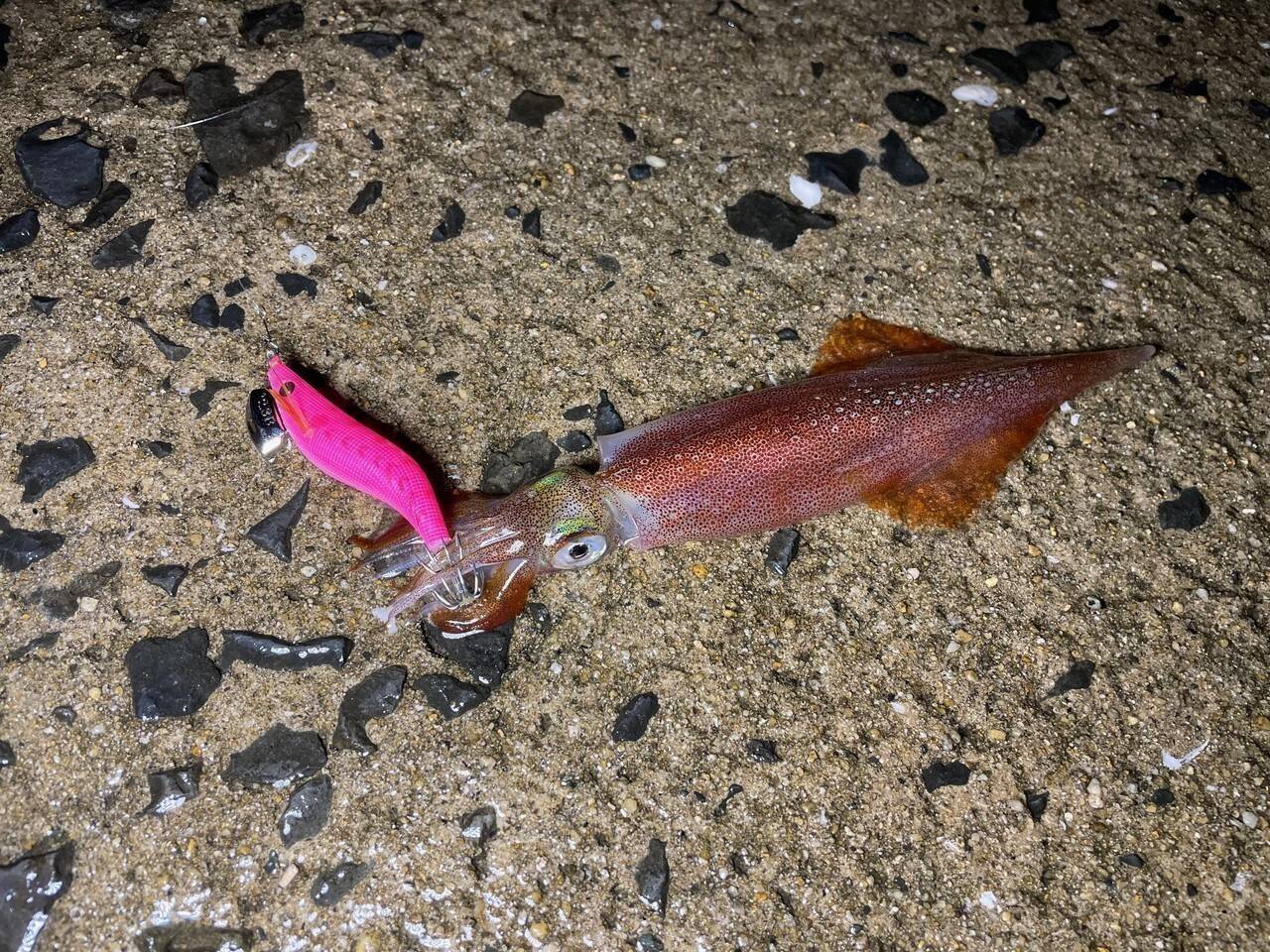 ヤリイカ釣りの「2.3号」ってどうなの？NAORYがサイズアップした理由と使い分けのコツ