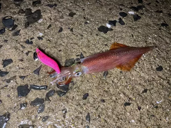 「ヤリイカ釣りの「2.3号」ってどうなの？NAORYがサイズアップした理由と使い分けのコツ」の画像