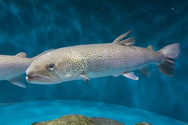 日本の怪魚 イトウってどんな魚 絶滅が危惧される巨大な幻の魚の生態を大特集 18年7月30日 エキサイトニュース 日本の怪魚 イトウってどんな魚 絶滅が危惧される巨大な幻の魚の生態を大特集 18年7月30日 エキサイトニュース