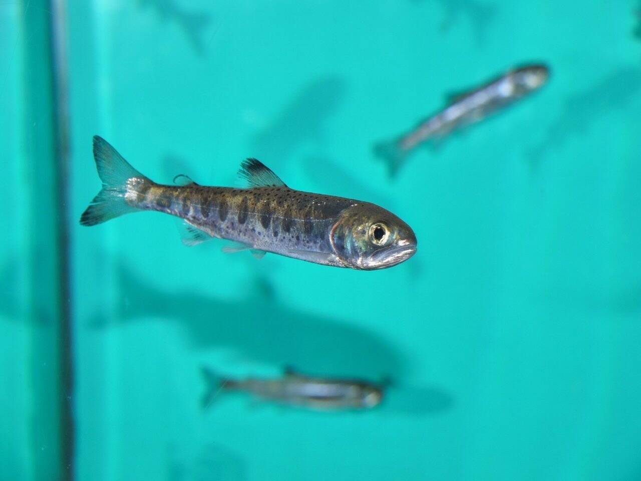 日本の怪魚 イトウってどんな魚 絶滅が危惧される巨大な幻の魚の生態を大特集 18年7月30日 エキサイトニュース 2 6