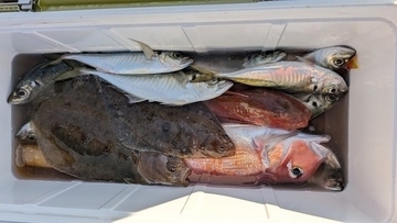 【釣果速報】千葉県フィッシュオン大勝でアカアマダイ好調！40cmのどっしりサイズ上がる！数も型も大満足の釣行へGO！