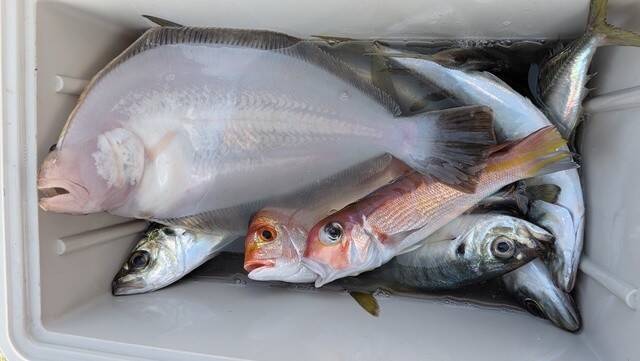 【釣果速報】千葉県フィッシュオン大勝でアカアマダイ好調！40cmのどっしりサイズ上がる！数も型も大満足の釣行へGO！