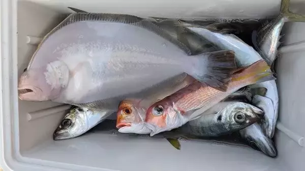 「【釣果速報】千葉県フィッシュオン大勝でアカアマダイ好調！40cmのどっしりサイズ上がる！数も型も大満足の釣行へGO！」の画像