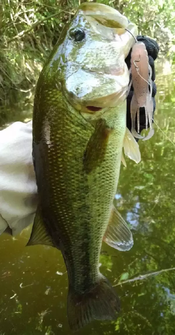 「【2022年新製品】ハリースライド実釣インプレ特集！バス釣り用高比重ワーム」の画像