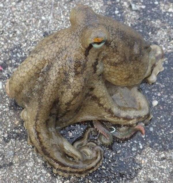 釣れるタコの種類を知りたい 釣り方やおすすめタックル特集 22年5月14日 エキサイトニュース