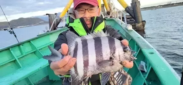 「【釣果速報】神奈川県かりゆし丸で五目釣り好調！！シロアマダイ・イシダイにアジと豪華三本立て！ビッグチャンス到来中！」の画像