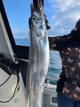 【釣果速報】広島県芳丸でメーター級のタチウオGET！130cmのドラゴンも！？良型揃いで今後にも期待！